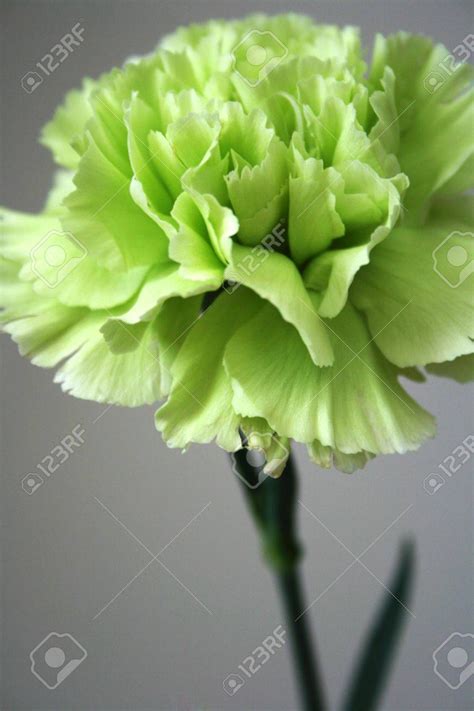 green carnation - Google Search | Green carnation, Carnations, Green