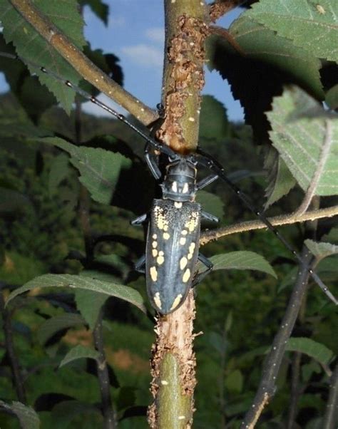 The adult of Batocera lineolata. (Identified by Professor Xueyou He ...