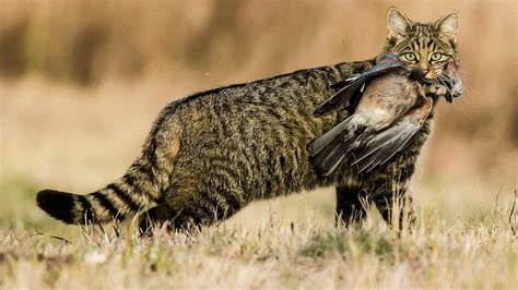 Gato montés: el cazador silencioso