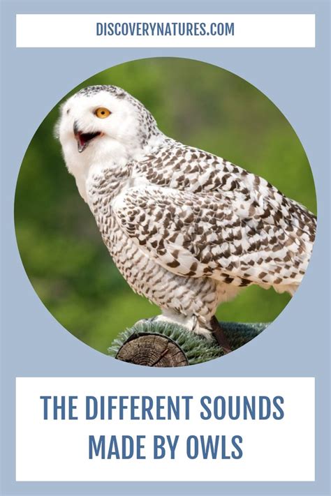 The Different Sounds Made By Owls | Owl, Owl species, Hoot owl