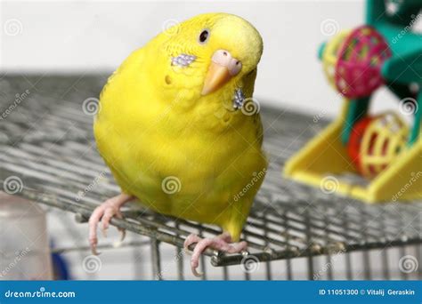 Yellow Budgie On A Stick Stock Image | CartoonDealer.com #13409335