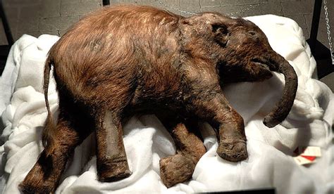 Mammoth remains found in Siberian lake | Polarjournal