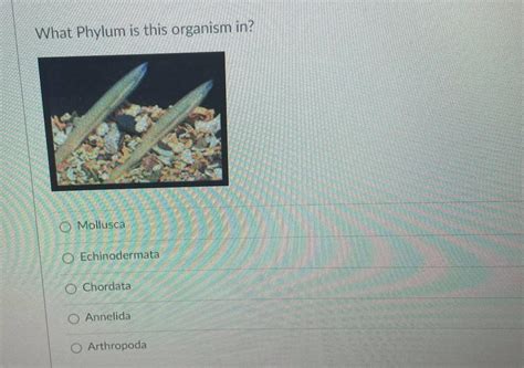 Solved Which Phylum is this organism in? O Magnoliophyta O | Chegg.com