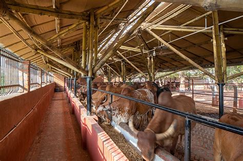 compartment S4 completes a bamboo cow shelter in india