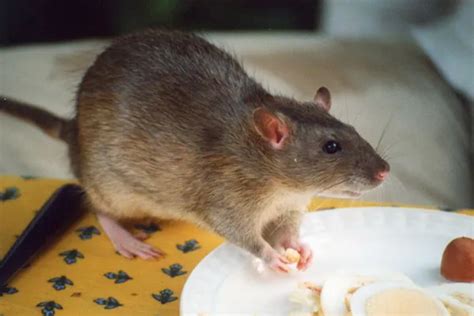 Different Types of Rats - AAAC Wildlife Removal