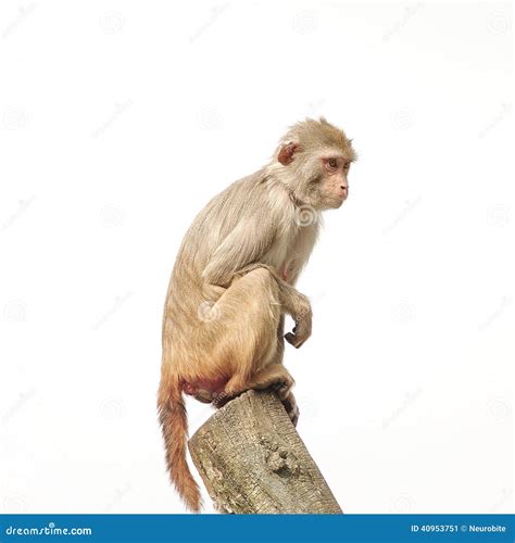 Rhesus Macaque in Close-up during Natural Behavior, Isolated Stock ...