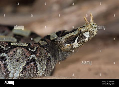 Rhino Viper (Bitis nasicornis Stock Photo - Alamy