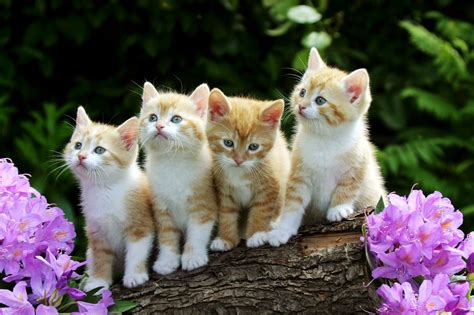 Cute Baby Cats Full Wallpapers HD / Desktop and Mobile Backgrounds