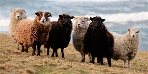 Sheep farmer really wanting Shetland Sheep - The ZT2 Round Table