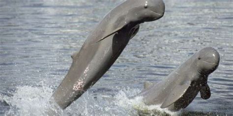 Besides Satapada, Irrawaddy Dolphins sighted in new areas of Chilika ...