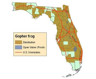 Gopher frog | FWC