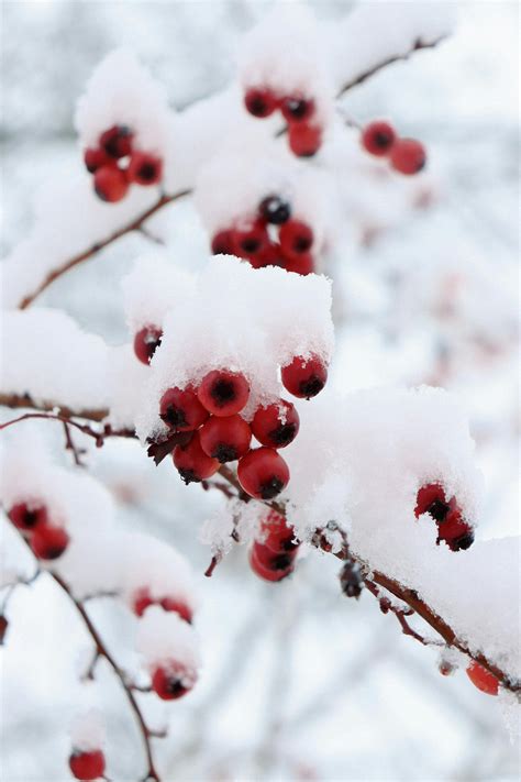 Red Berries Photos, Download The BEST Free Red Berries Stock Photos ...