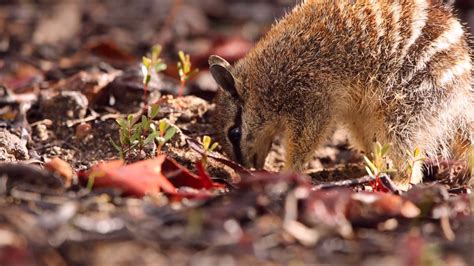 Numbat Feeding - YouTube