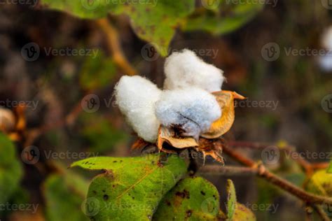 Cotton flower in the cotton flower field.As raw material Apparel ...