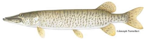 Muskellunge: Species Information: Fisheries: Fish & Wildlife: Maine ...