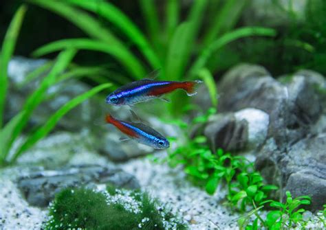 Green Neon Tetra: Guide To Caring For The Peaceful Fish - Aquariadise