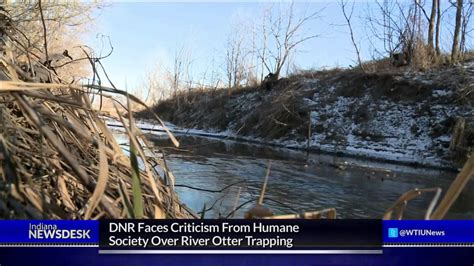 River Otter Trapping Season Continues, Close To 500 Caught - YouTube