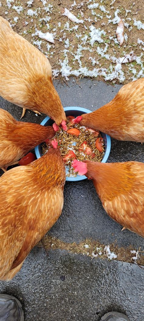 Rice, tomatoes, and meal worms. Yummy! : r/BackYardChickens