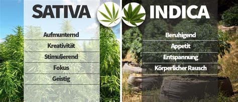 Der Unterschied Zwischen Sativa, Indica, Ruderalis Und Hybriden ...