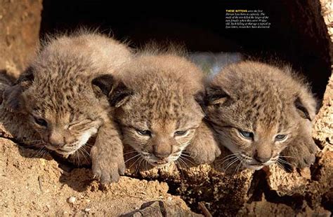 Photo Gallery - Lynx Conservation