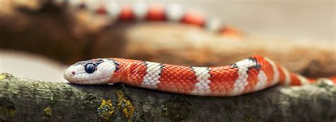 The Best Pet Snakes: Choosing a New Pet | PetSmart