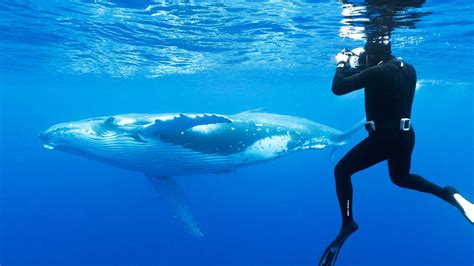 Whale Swimming Tonga - Jones Travel & Tours