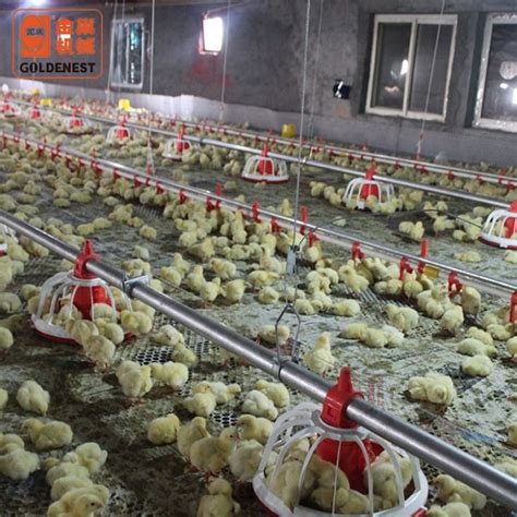 China Poultry Shed Farming Equipment For Chicken Broiler Breeder ...