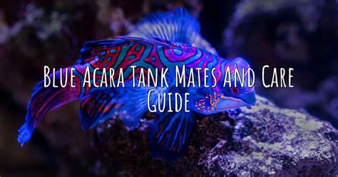 Blue Acara Tank Mates and Care Guide – Aqua Revolt