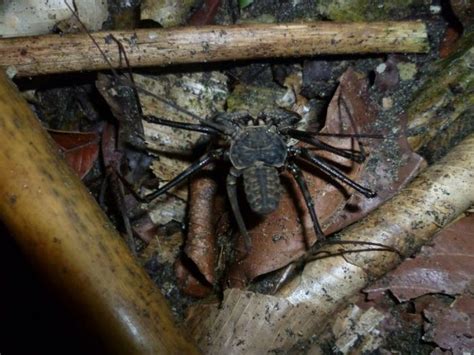 Amblypygi | Animals