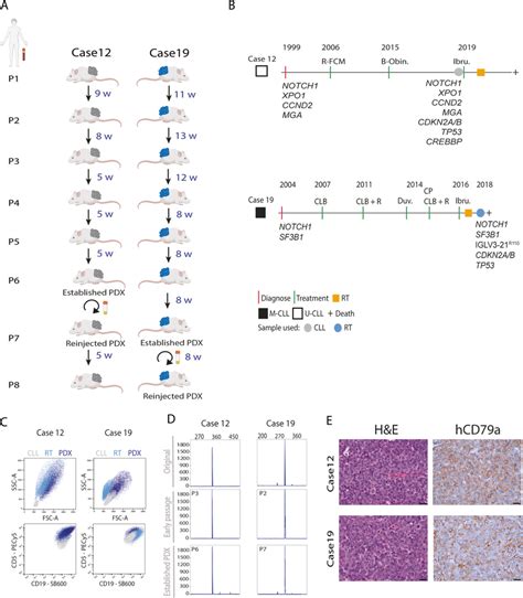 Description and characterization of PDX models A Schematic ...