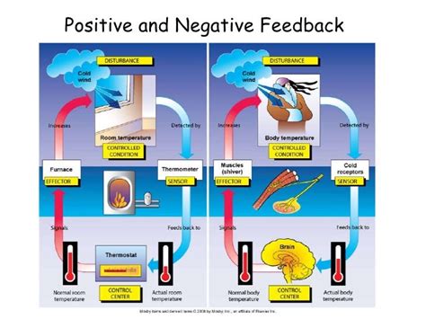 Positive And Negative Feedback