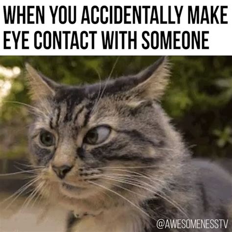 When you accidentally make eye contact with someone [Video] | Cat jokes ...