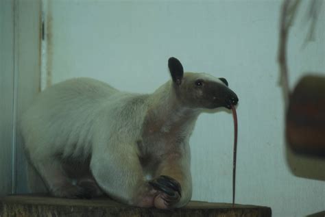 Southern tamandua's tongue, 18/12/2012 - ZooChat