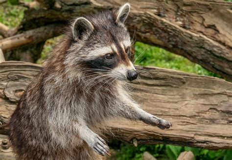 The Danger of Raccoon Droppings - Raccoon Removal Mississauga