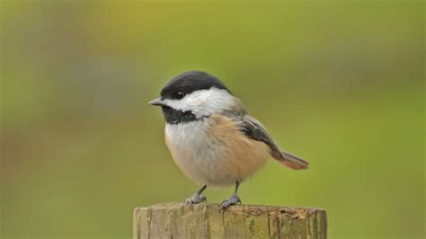 Types Of Chickadees: Identification, Types, And Facts