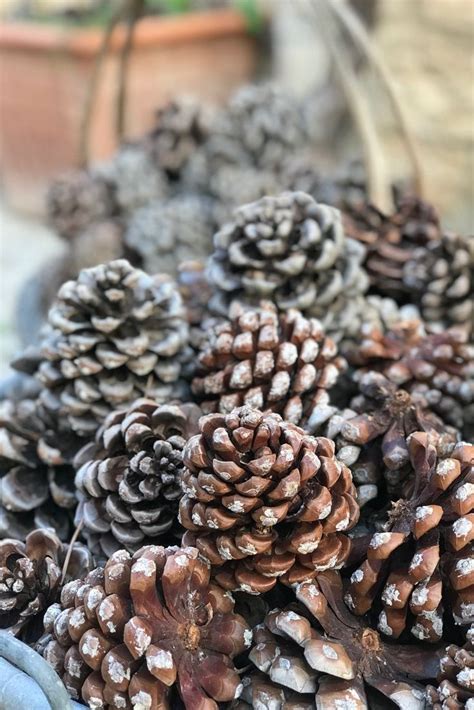 “Pigna.” Pine cone. in 2021 | Appian way, Puglia, Cooking