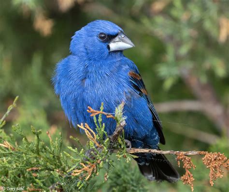 Blue Grosbeak Photo - Photograph - Picture