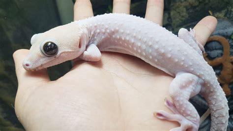 Tokay Gecko Morphs: Your Guide For 2024 | Pet Engineers