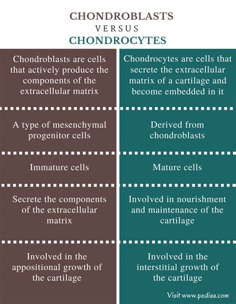 Difference Between Chondroblasts and Chondrocytes | Definition ...