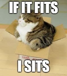 Fat Cat - Imgflip