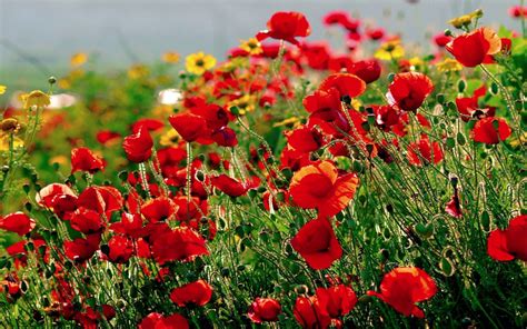 Wallpapers Poppies - Wallpaper Cave