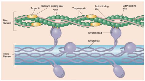 Exam #2: Chapter 8 - Relationship Among Troponin, Tropomyosin, Myosin ...