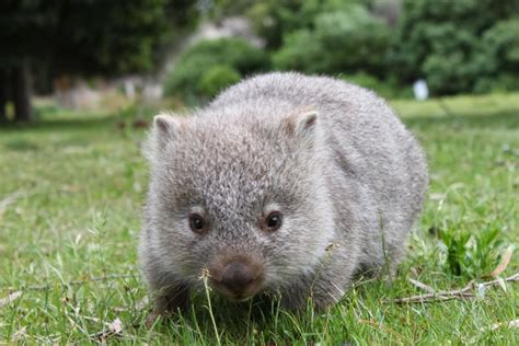 Interesting Wombat Facts | by SEEtheWILD Wildlife Conservation