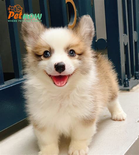 Chó Corgi - Hệ thống shop thú cưng Uy tín nhất Việt Nam | Petnow