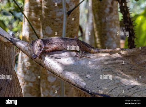 Giant leaf tailed gecko in Mandraka, Eastern Madagascar, Africa Stock ...