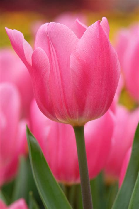 Free photo: Pink Tulips - Blooming, Flower, Fragrance - Free Download ...