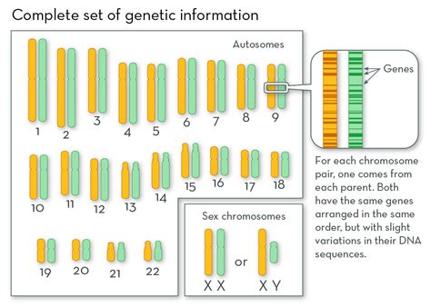 What are Chromosomes?