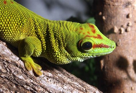 Madagascar Giant Day Gecko Facts and Pictures | Reptile Fact