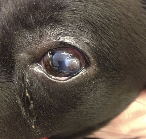 corneal-ulcer-in-dogs-example – Animal Eye Clinic