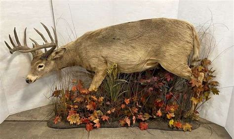 12-Point Whitetail buck full body mount, 66"W x 40"H, excellent ...